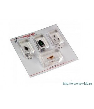 Набор насекомых 1 (Экспонаты в акриле)