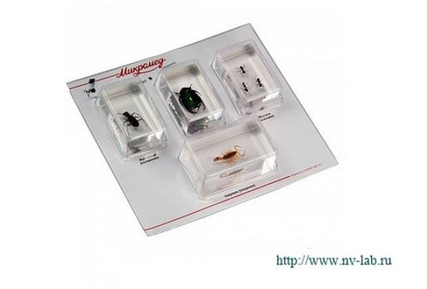 Набор насекомых 1 (Экспонаты в акриле)