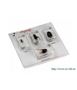 Набор насекомых 2 (Экспонаты в акриле)