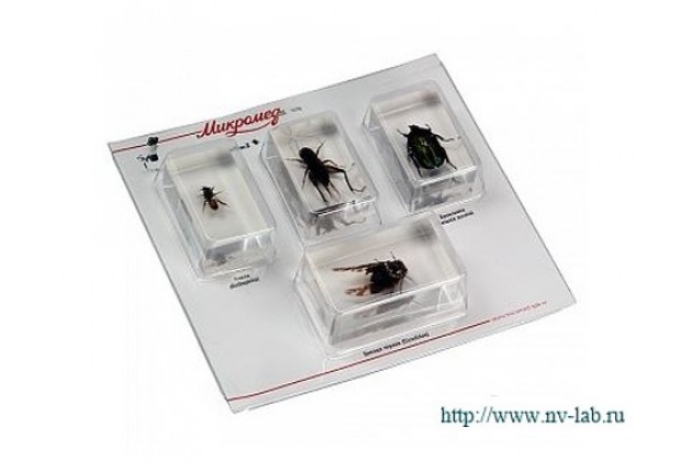 Набор насекомых 2 (Экспонаты в акриле)