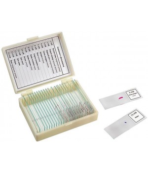 Набор препаратов "Анатомия и физиология" (14 обр.)